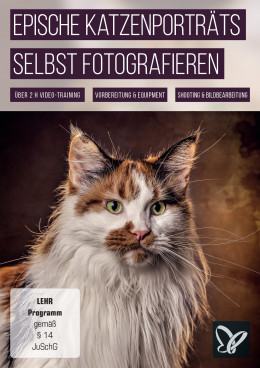 Katzen-Fotografie: Epische Katzenportraits selbst fotografieren