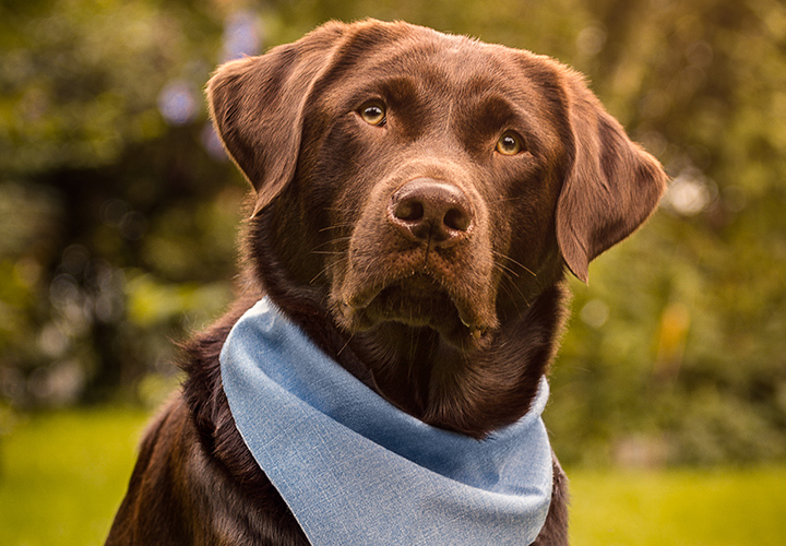 Hunde fotografieren in Ruhe und Bewegung: Outdoor-Hundeshooting