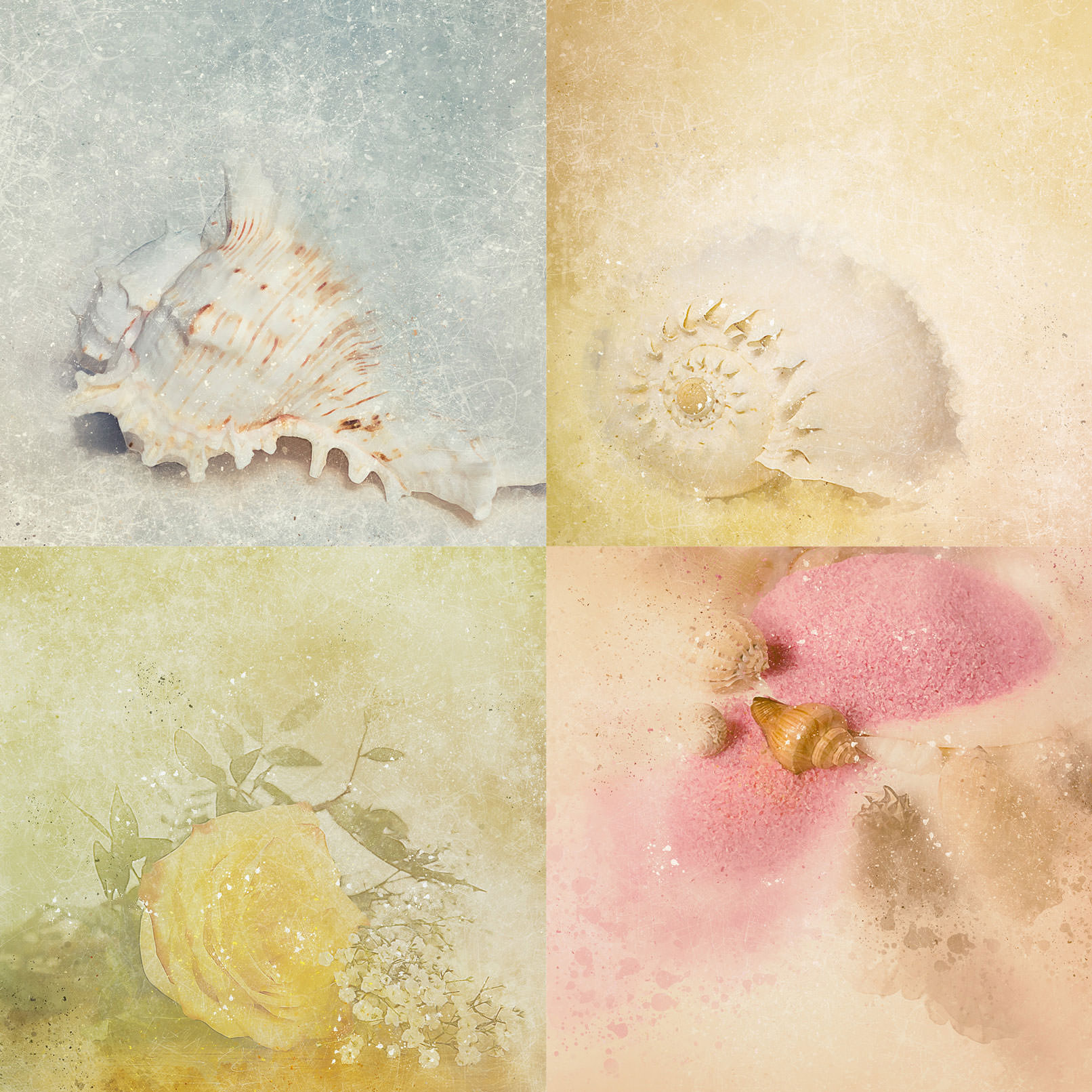 Beispiele aus dem Paket Schöne, kunstvolle Hintergrundbilder: Muschel- und Rosen-Bilder
