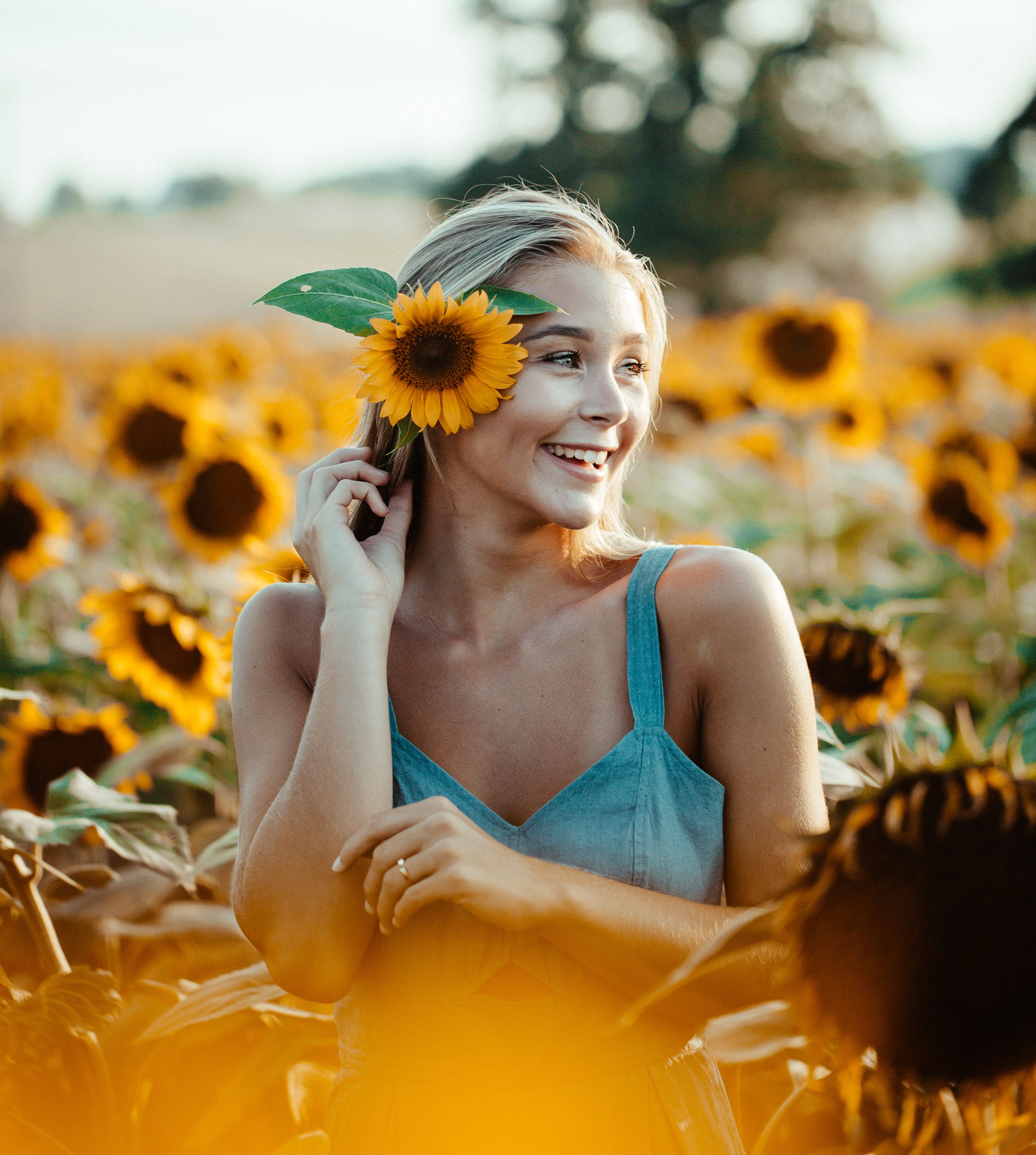 Vorher-Bild von Bilder mit Sonnenblumen und Margeriten – gelbe Blüten vor transparentem Hintergrund