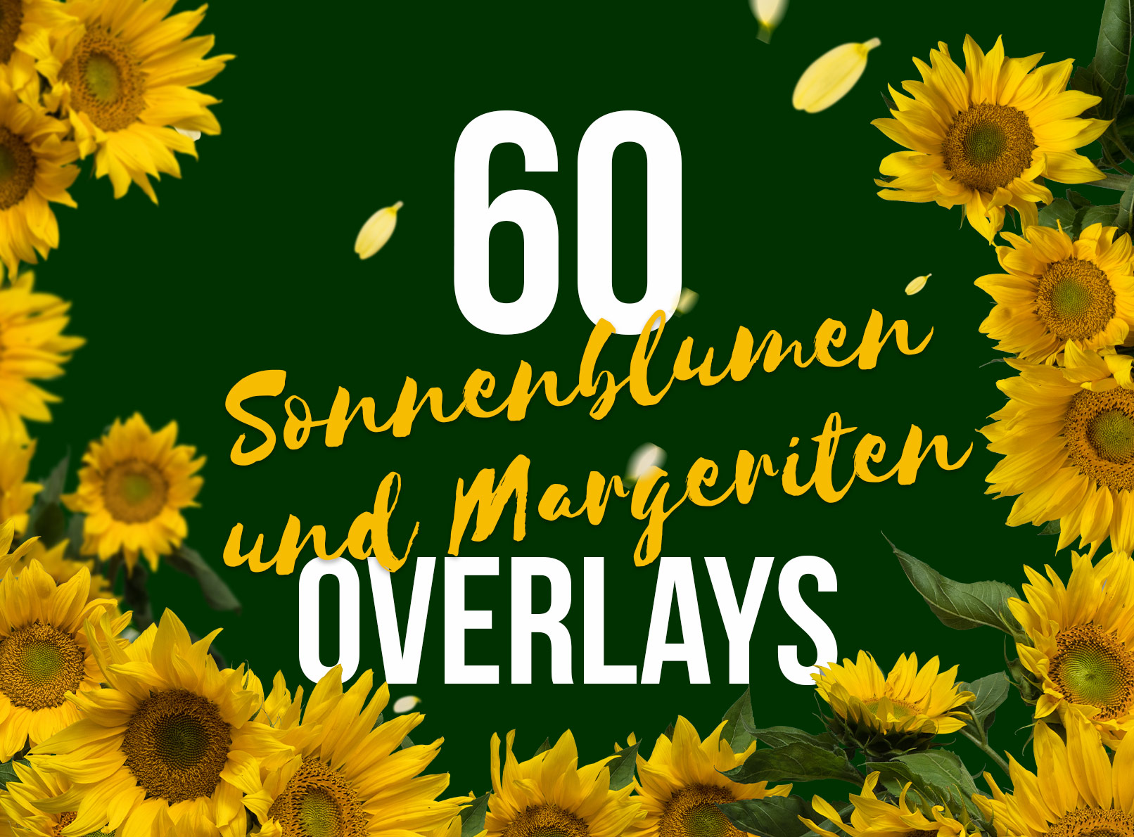 Bilder Mit Sonnenblumen Und Margeriten Gelbe Bluten