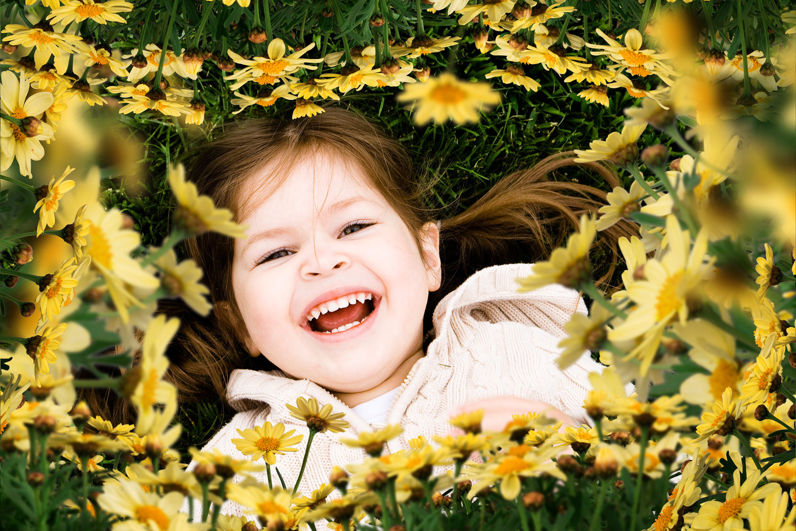 Bilder mit Sonnenblumen und Margeriten – gelbe Blüten vor transparentem Hintergrund